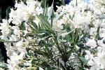 sinflower, Oleander, (Nerium Oleander), apocynaceae, poisonous flower, OFFV18P04_12