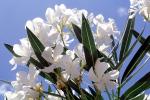 sinflower, Oleander, (Nerium Oleander), apocynaceae, poisonous flower, OFFV18P04_14