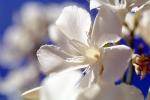 sinflower, Oleander, (Nerium Oleander), apocynaceae, poisonous flower, OFFV18P04_17