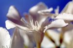 sinflower, Oleander, (Nerium Oleander), apocynaceae, poisonous flower, OFFV18P04_18