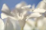 sinflower, Oleander, (Nerium Oleander), apocynaceae, poisonous flower, OFFV18P04_19