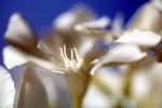 sinflower, Oleander, (Nerium Oleander), apocynaceae, poisonous flower, OFFV18P04_19B