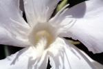 sinflower, Oleander, (Nerium Oleander), apocynaceae, poisonous flower, OFFV18P05_02