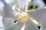 sinflower, Oleander, (Nerium Oleander), apocynaceae, poisonous flower, OFFV18P05_03