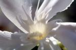 sinflower, Oleander, (Nerium Oleander), apocynaceae, poisonous flower, OFFV18P05_04