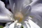 sinflower, Oleander, (Nerium Oleander), apocynaceae, poisonous flower, OFFV18P05_05