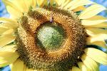 Sunflower, OFFV18P05_11