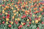 Tulips, OFFV18P11_12