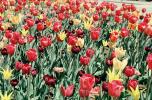 Tulips, OFFV18P11_13