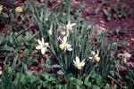 Daffodil, OFFV18P12_01