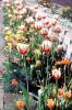 Tulips, OFFV18P12_03