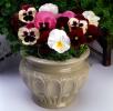 Pansy, Flower Pot