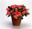 Flower Pot, OFFV18P15_07
