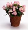 Flower Pot, OFFV18P15_08