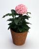 Flower Pot, OFFV18P15_09
