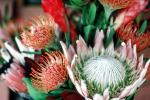 Protea Flower, Proteales, Proteaceae, Proteoideae, OFFV19P07_07