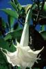Trumpet Flower, Bell shaped, Brugmansia