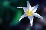 White Star Flower, Starflower, star