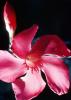 sinflower, Oleander, (Nerium Oleander), apocynaceae, poisonous flower, OFFV19P12_15