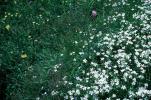 White Field of Flowers, Rue, Yellow Daisy, OFFV19P13_04