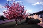 Tree, Blossom