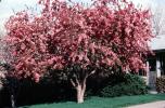 Tree, Blossom, OFFV20P01_14