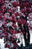 Snow, Ice Cold, Flower, OFFV20P02_03