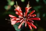 Aloe Flower, OFFV20P02_12