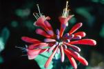 Aloe Flower, OFFV20P02_13