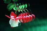 Bell Shaped Flower, Fuchsia, Columbine