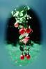 Bell Shaped Flower, Fuchsia, Columbine, OFFV20P03_12