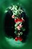 Bell Shaped Flower, Fuchsia, Columbine, OFFV20P03_13