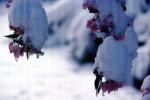 Snow, Ice, Cold, Blossom
