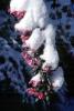 Snow, Ice, Cold, Blossom, OFFV20P05_05