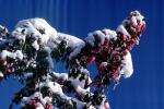 Snow, Ice, Cold, Blossom, OFFV20P05_06