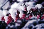Snow, Ice, Cold, Blossom, OFFV20P05_08