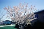 Springtime, Blossom, Tree, OFFV20P06_01