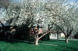 Springtime, Blossom, Tree, OFFV20P06_02