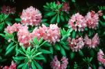Rhododendron, OFFV20P06_06