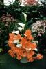 Cala Lilies, Flower Arrangment, OFFV20P10_17