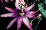 Purple Passion Flower, (Passiflora), OFFV20P11_16