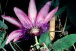 Purple Passion Flower, (Passiflora), OFFV20P11_17