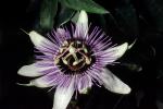 Purple Passion Flower, (Passiflora), OFFV20P12_01