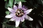 Purple Passion Flower, (Passiflora), OFFV20P12_02