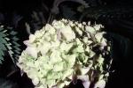 Hortensia flower, Hortensia, hydrangea , OFFV20P12_04