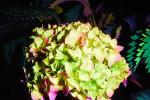 Hortensia flower, Hortensia, hydrangea , OFFV20P12_04B