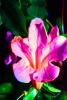Rhododendron, OFFV20P13_03B