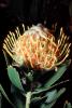 Protea Flower, Proteales, Proteaceae, Proteoideae, OFFV20P13_09