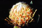 Protea Flower, Proteales, Proteaceae, Proteoideae, OFFV20P13_10