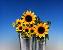 Sunflowers, OFFV20P14_05